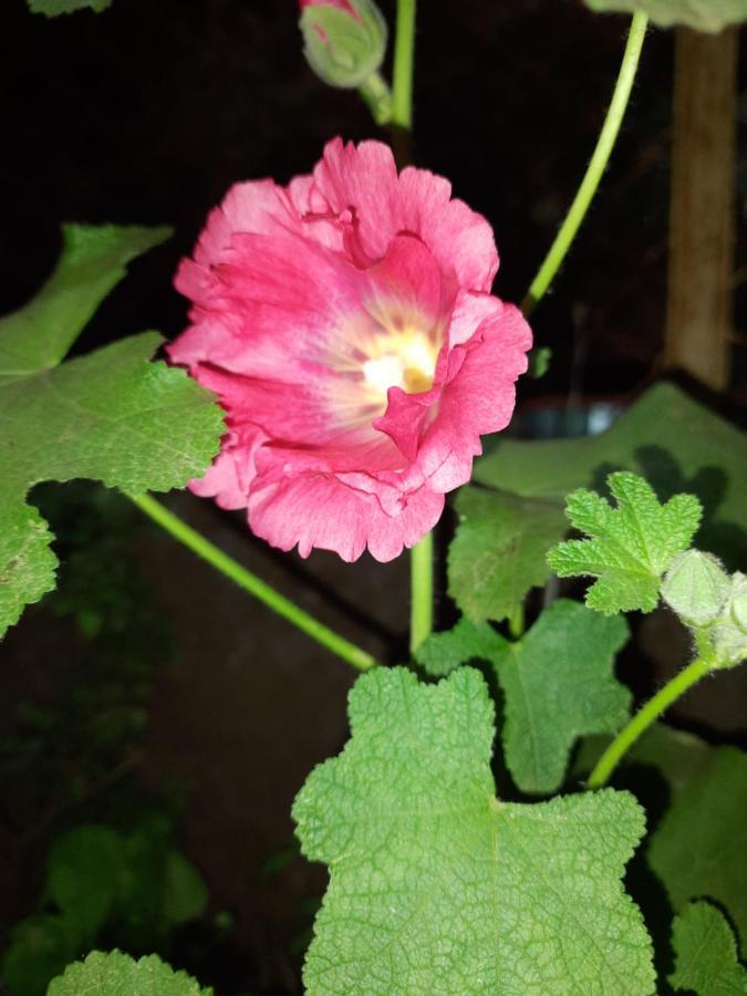 Trimurti Holiday Home Panchgani Eksteriør bilde