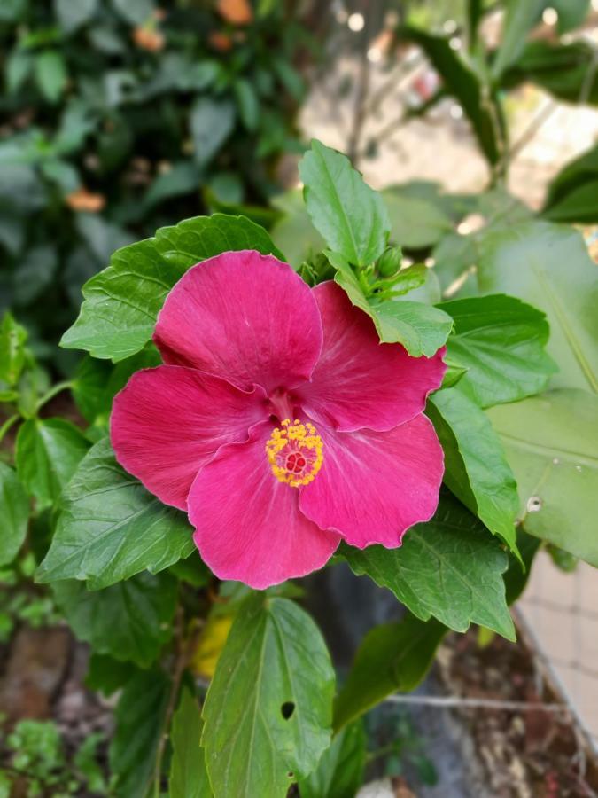 Trimurti Holiday Home Panchgani Eksteriør bilde