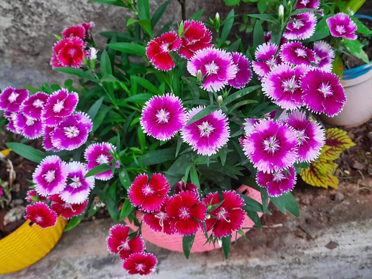 Trimurti Holiday Home Panchgani Eksteriør bilde