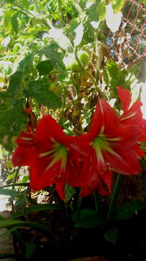 Trimurti Holiday Home Panchgani Eksteriør bilde